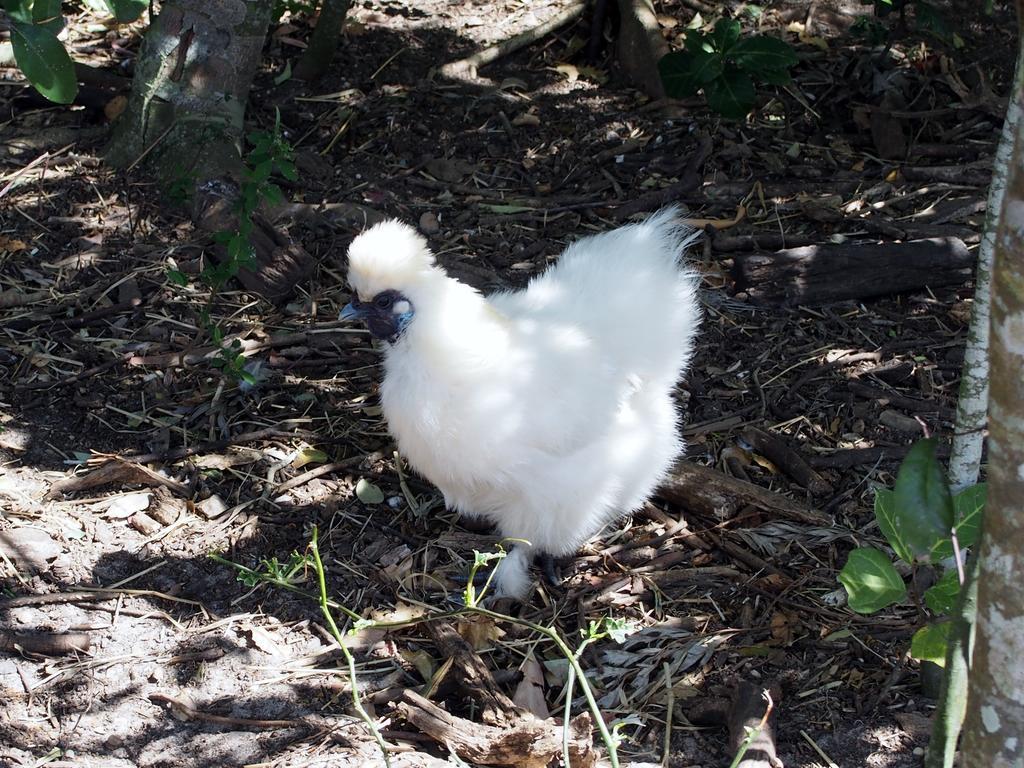 Byron Bay Farm Cottages 外观 照片